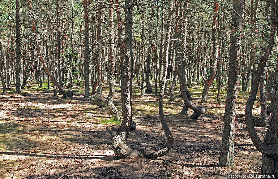 День шестой. Куршская коса. Танцующий лес. Высота Мюллера Калининградская область, Россия