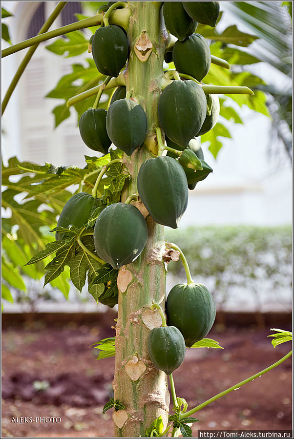 Название этого плода улетучилось из моей дырявой памяти. Быть может, вы подскажете. Оно растет в саду рядом с собором. Только сейчас до меня дошло, что можно было еще пройтись по саду вокруг храма и поснимать там. Но, честно говоря, я не особый любитель надгробных плит, коих всегда много в таких местах...
* Название этого плода улетучилось из моей дырявой памяти. Быть может, вы подскажете. Оно растет в саду рядом с собором. Только сейчас до меня дошло, что можно было еще пройтись по саду вокруг храма и поснимать там. Но, честно говоря, я не особый любитель надгробных плит, коих всегда много в таких местах...
*