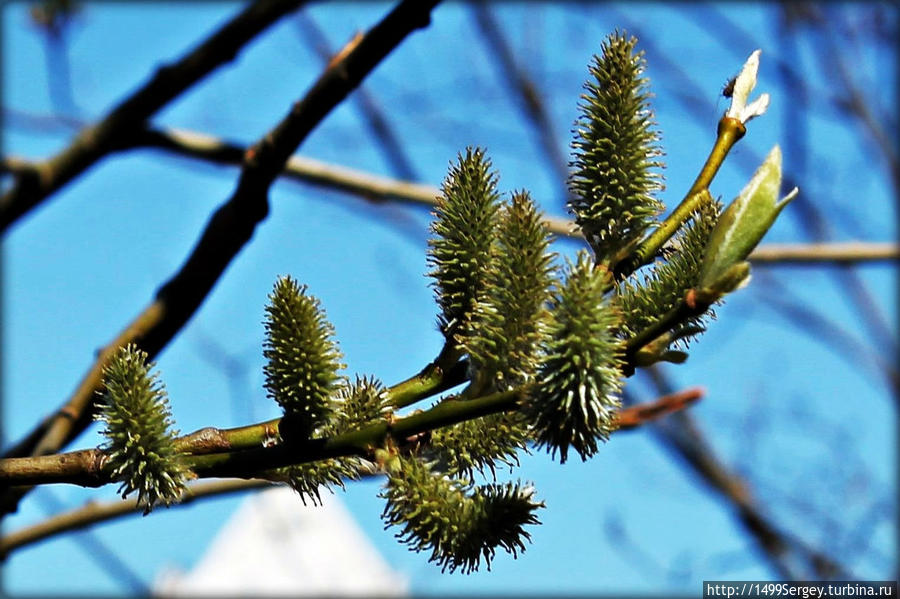 Весенняя прогулка по Нарве или размышления о ботанике Нарва, Эстония Весенняя прогулка по Нарве или размышления о ботанике Нарва, Эстония
