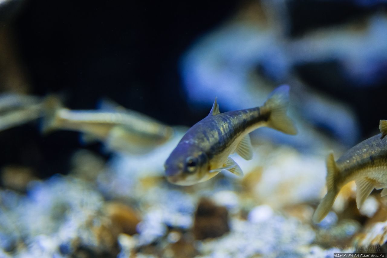 Миланский аквариум (Acquario Civico di Milano) Милан, Италия