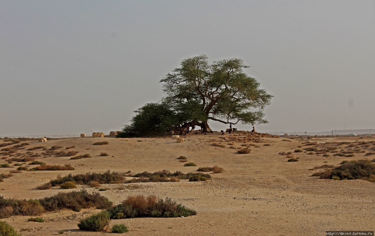 Дерево жизни (Шаджарат-аль-Хаят) Джав, Бахрейн