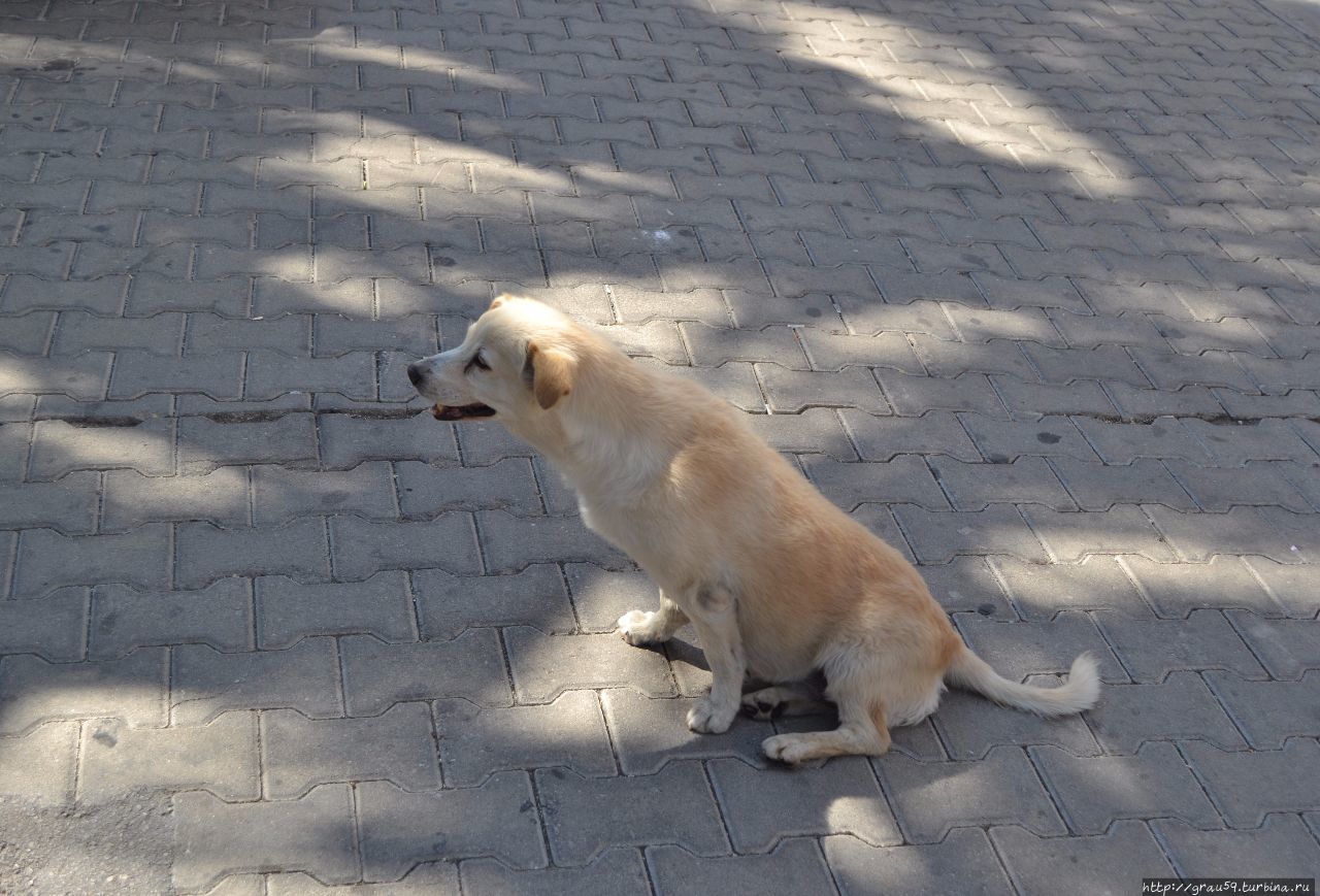 Вот такая она — подлинная собачья любовь Мармарис, Турция