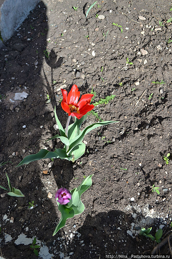 Наша робкая весна Оренбургская область, Россия Наша робкая весна Оренбургская область, Россия