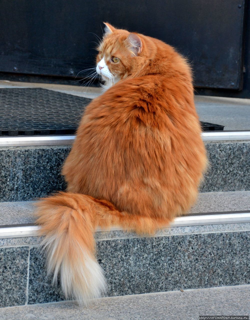 Монастырские кошки. Мэйн-кун и Рыжий Махра, Россия Монастырские кошки. Мэйн-кун и Рыжий Махра, Россия