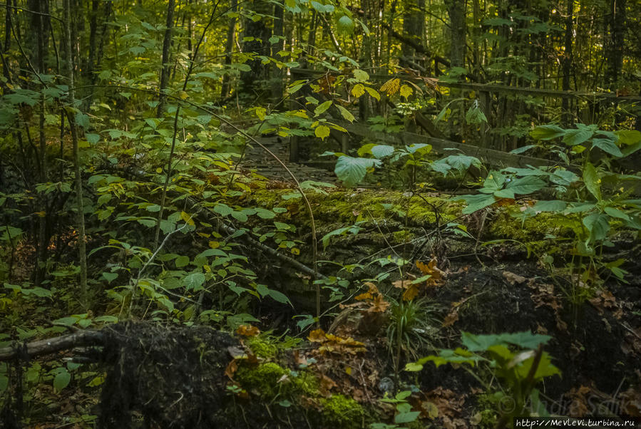 Тропа не для слабых Кемери, Латвия Тропа не для слабых Кемери, Латвия