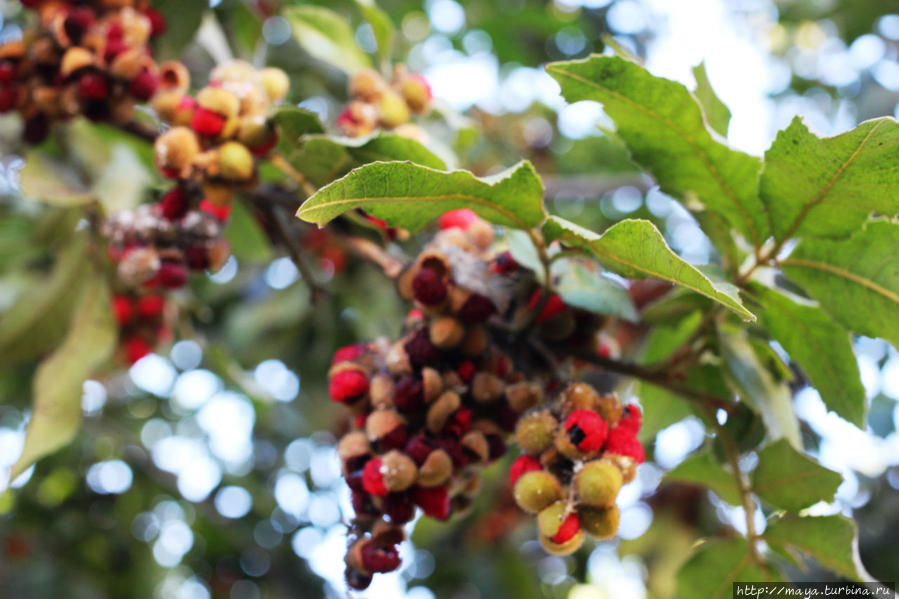 Как я провела Судный день Как я провела Судный день