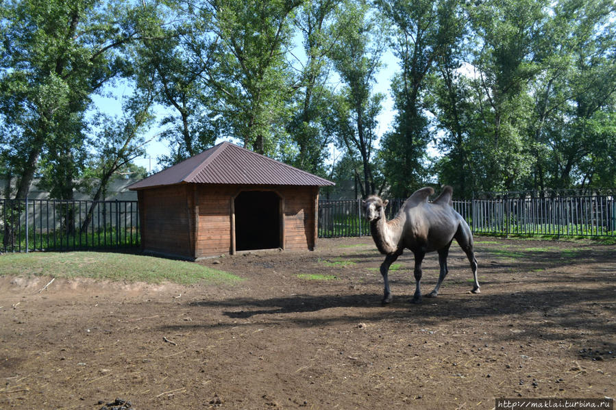 Двугорбый верблюд. Абакан, Россия