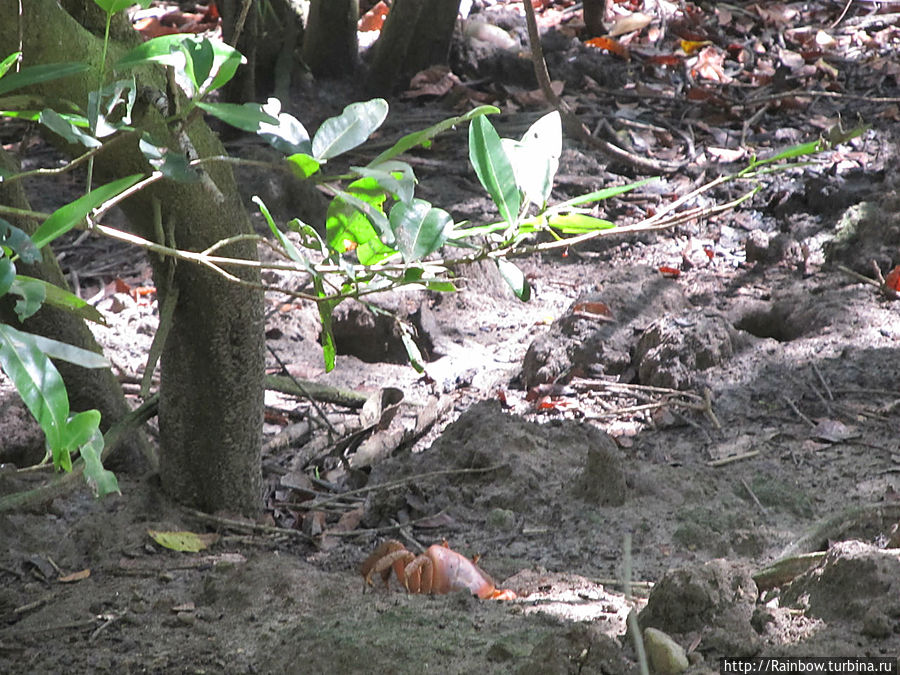 Все виды живности Кабо-Рохо, Пуэрто-Рико Все виды живности Кабо-Рохо, Пуэрто-Рико