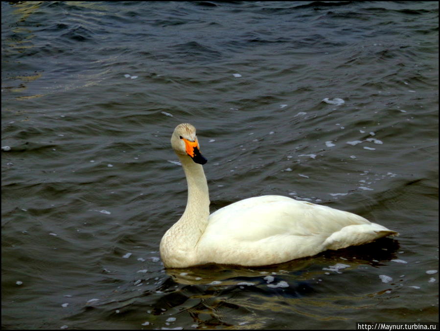 Пусть летят по небу лебеди... Южно-Сахалинск, Россия Пусть летят по небу лебеди... Южно-Сахалинск, Россия