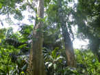 В королевском ботаническом саду. Уголок тропического леса