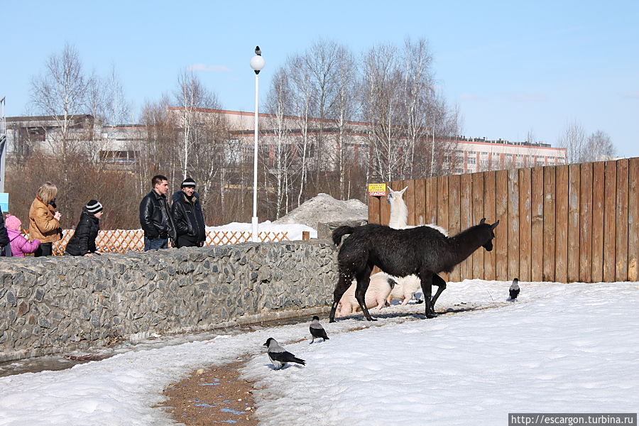 Лама (Lama glama)

Обитает в Южной Америке. Лама приручена в Центральных Андах. Играла важнейшую роль в скотоводстве инков.Мех ламы, в отличие от альпаки, не обладает ценностью; ламу, в основном, используют как вьючное животное. Минск, Беларусь