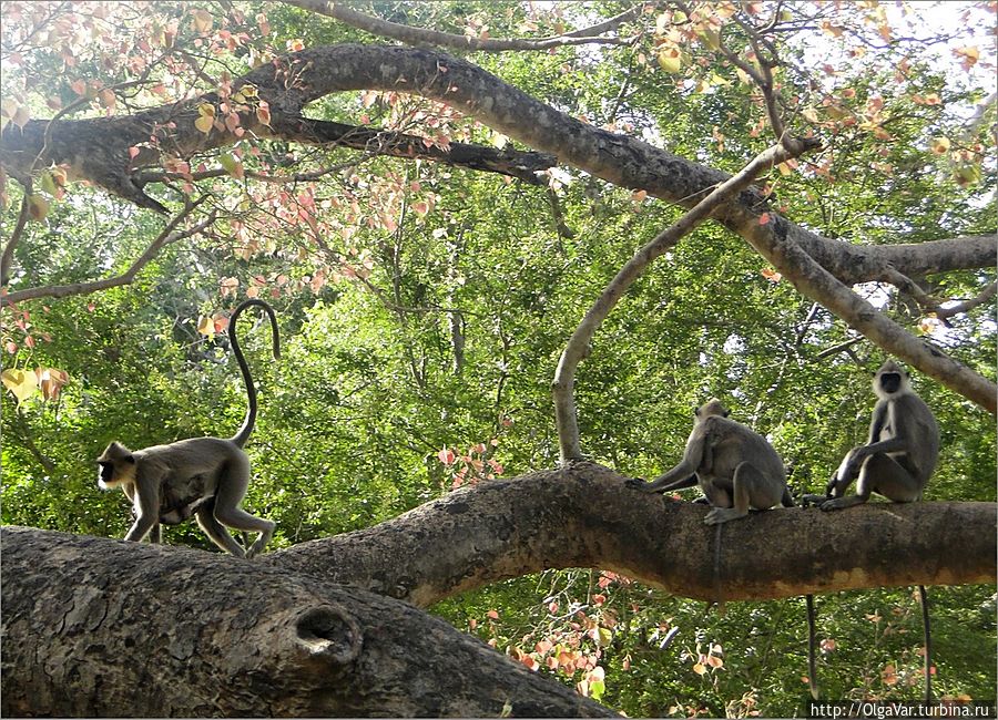 А вот и они. Целое семейство лангуров встречало нас в парке Анурадхапура, Шри-Ланка
