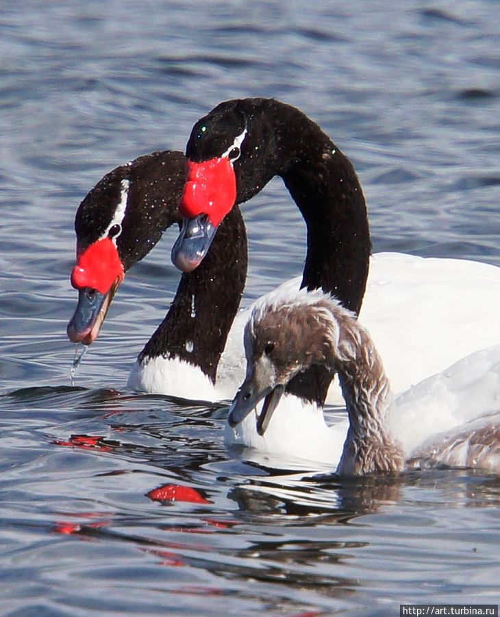 это — его жители, они очень любят модно одеваться, перед вами типичная семья со своим пока еще это — его жители, они очень любят модно одеваться, перед вами типичная семья со своим пока еще