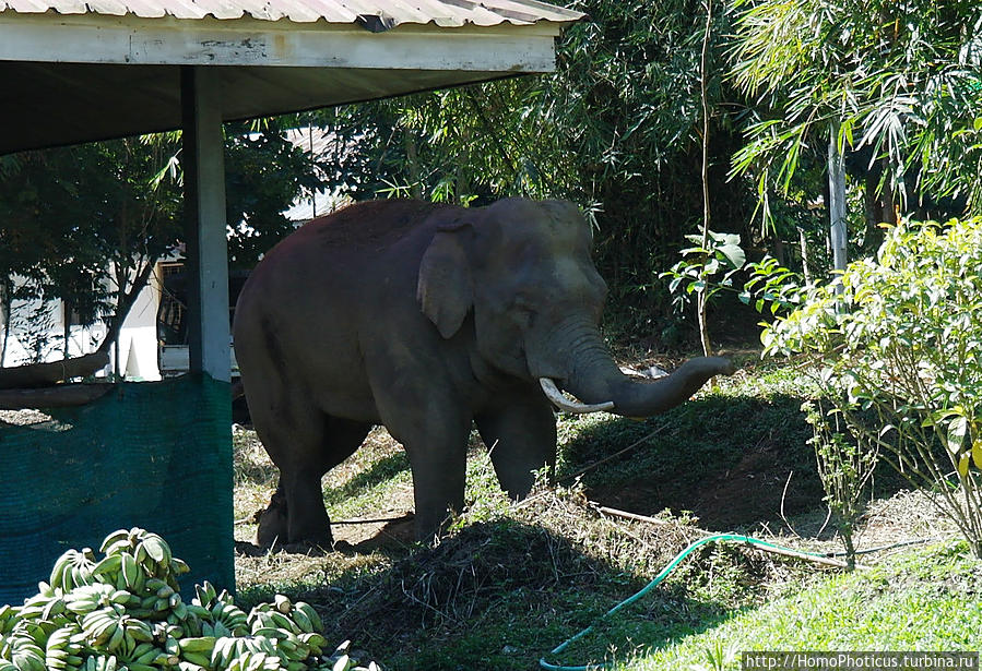 Белый слон, правда, тут он несколько серый, когда в тени:) Янгон, Мьянма