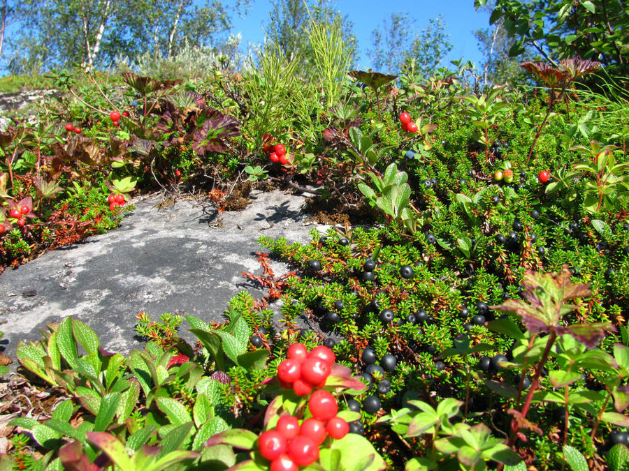 Финнмарк. Ягоды, иван-чай и рисунки древних Альта, Норвегия Финнмарк. Ягоды, иван-чай и рисунки древних Альта, Норвегия