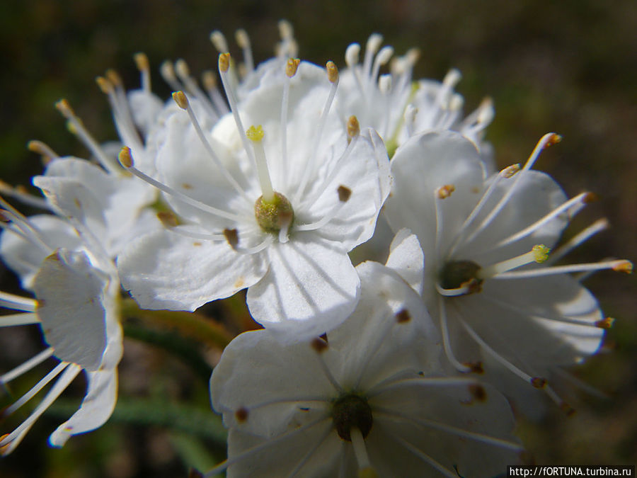 Богульник,под Мурманском Богульник,под Мурманском