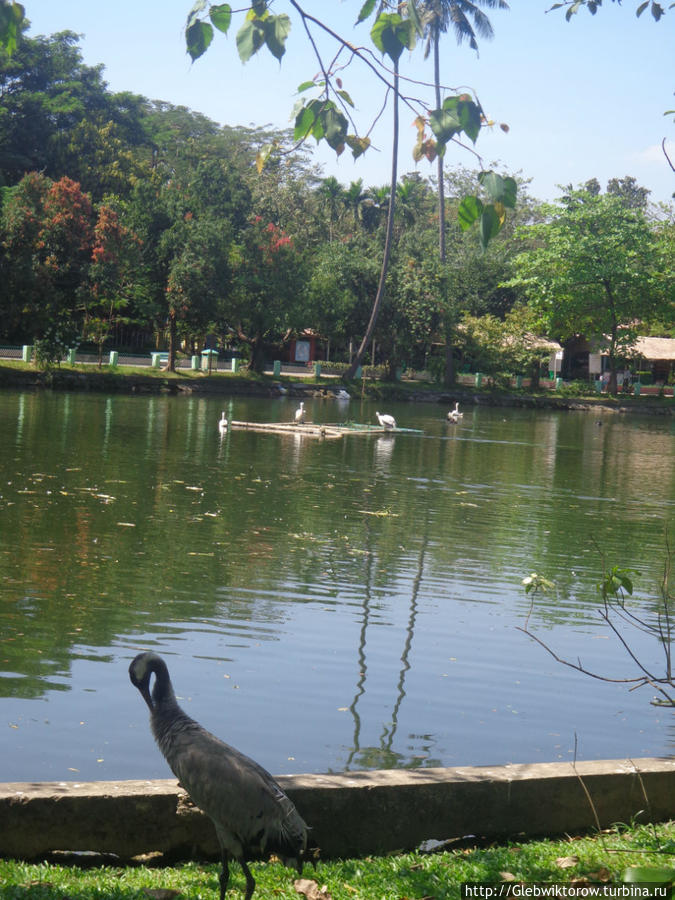 Yangon Zoological Garden Янгон, Мьянма