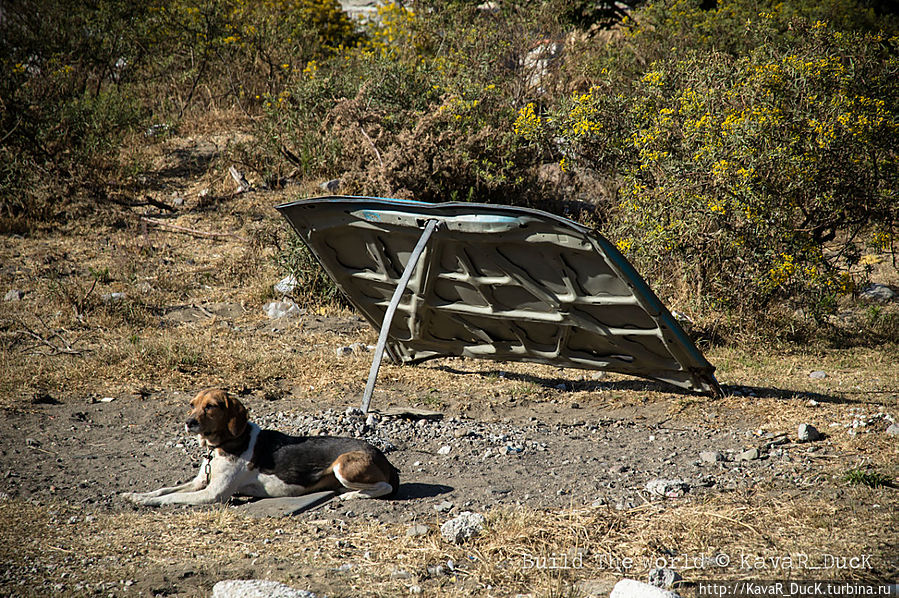И у собаки должен быть дом Вулкан Орисаба (5636м) Национальный парк, Мексика