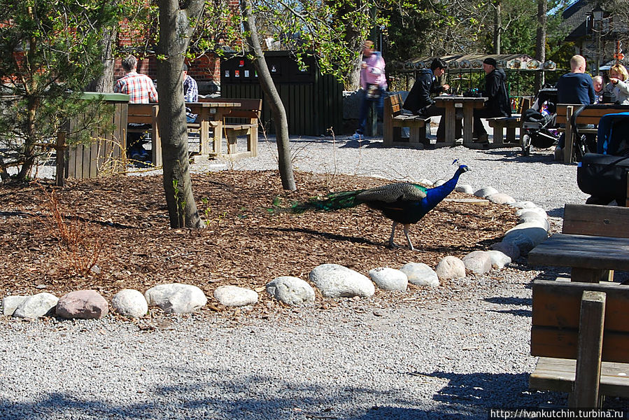 По территории разгуливают павлины, никого не боясь По территории разгуливают павлины, никого не боясь