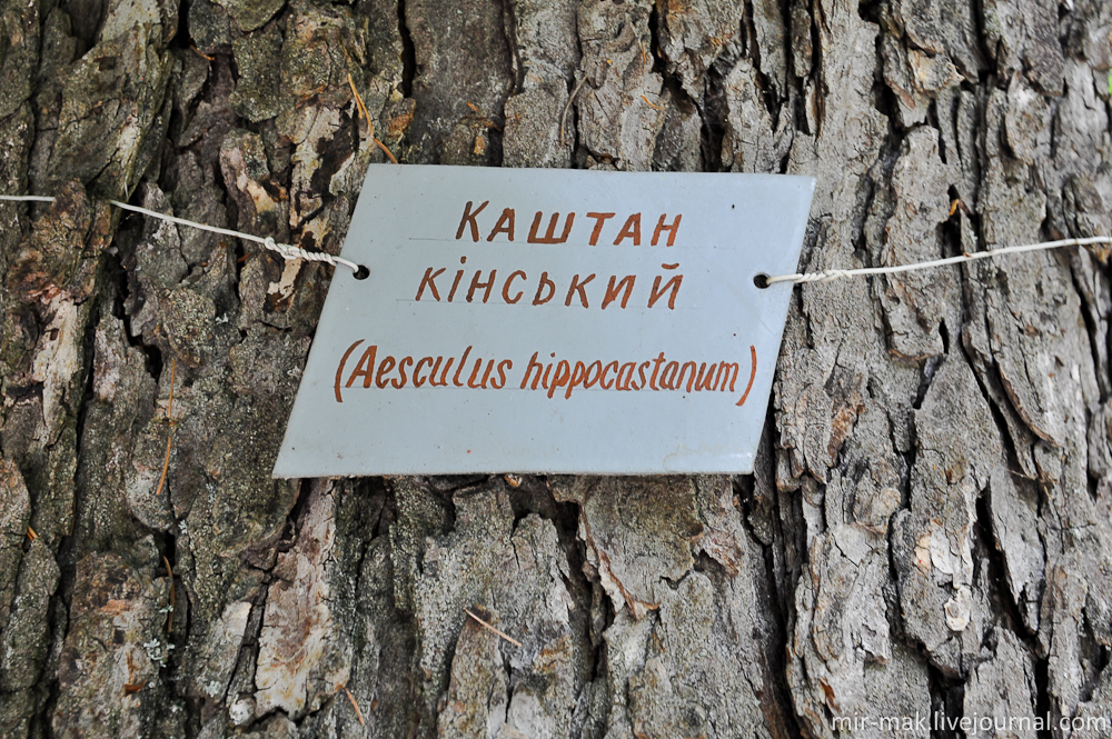 Многие деревья, как в ботаническом саду, помечены информационными табличками. Винница, Украина