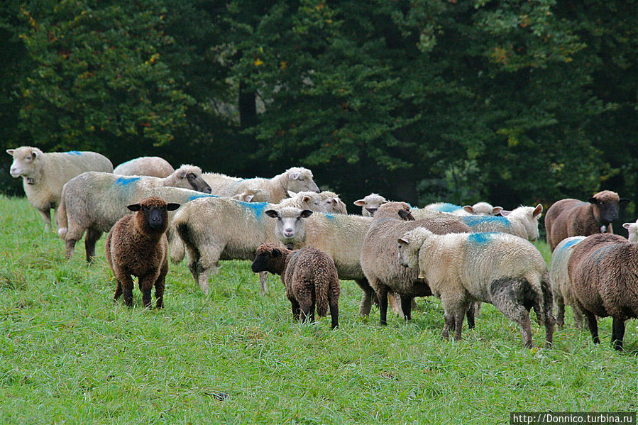 Эти необычно обычные швейцарцы Цюрих, Швейцария Эти необычно обычные швейцарцы Цюрих, Швейцария