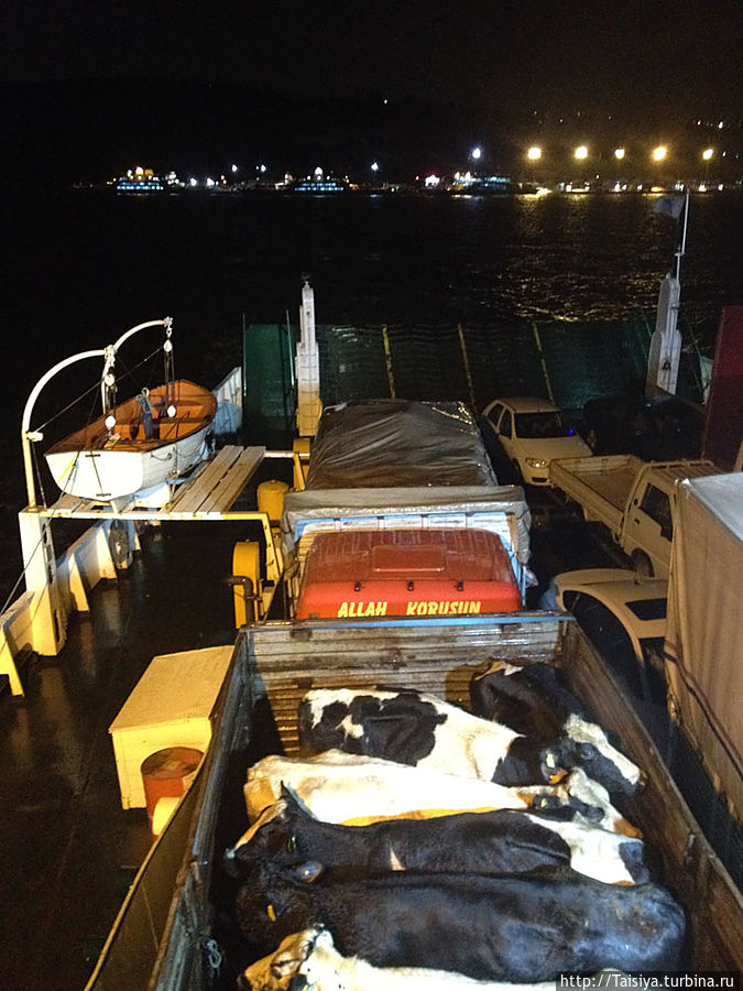 Коровы на борту парома из Стамбула Коровы на борту парома из Стамбула