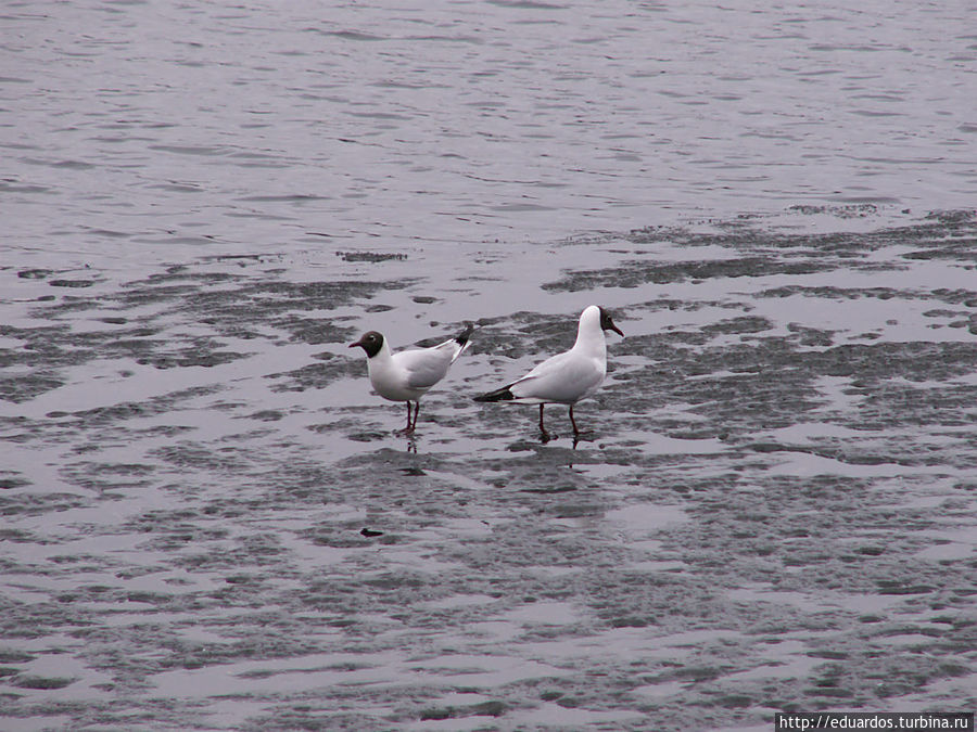 Апрель в Царском селе Пушкин, Россия Апрель в Царском селе Пушкин, Россия