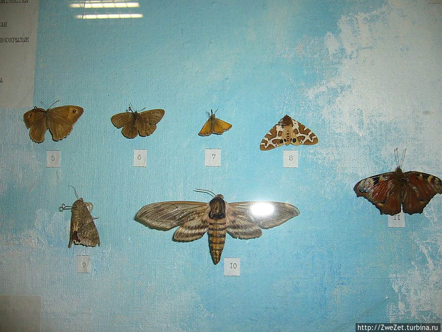 Бабочки, опыляющие российские поля и огороды Бабочки, опыляющие российские поля и огороды