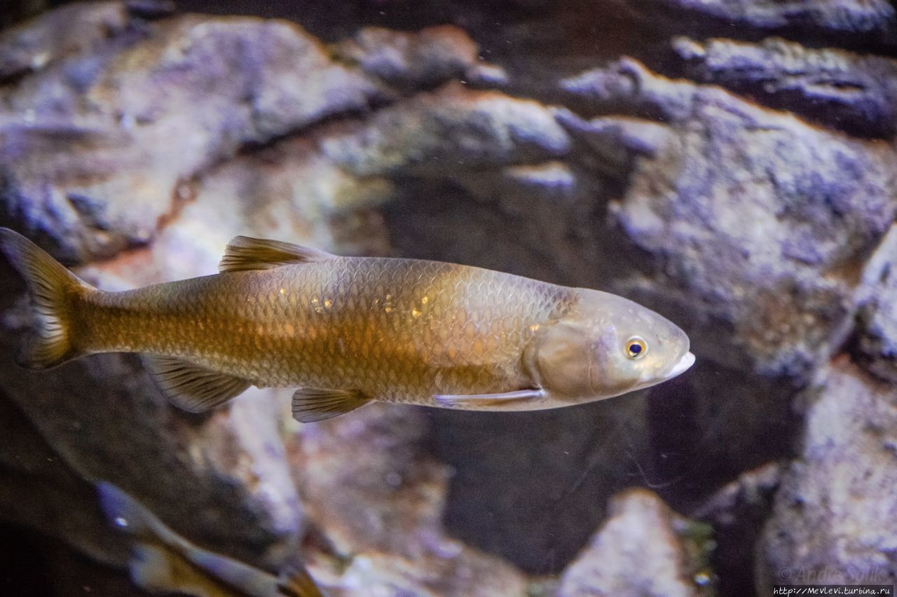 Миланский аквариум (Acquario Civico di Milano) Милан, Италия