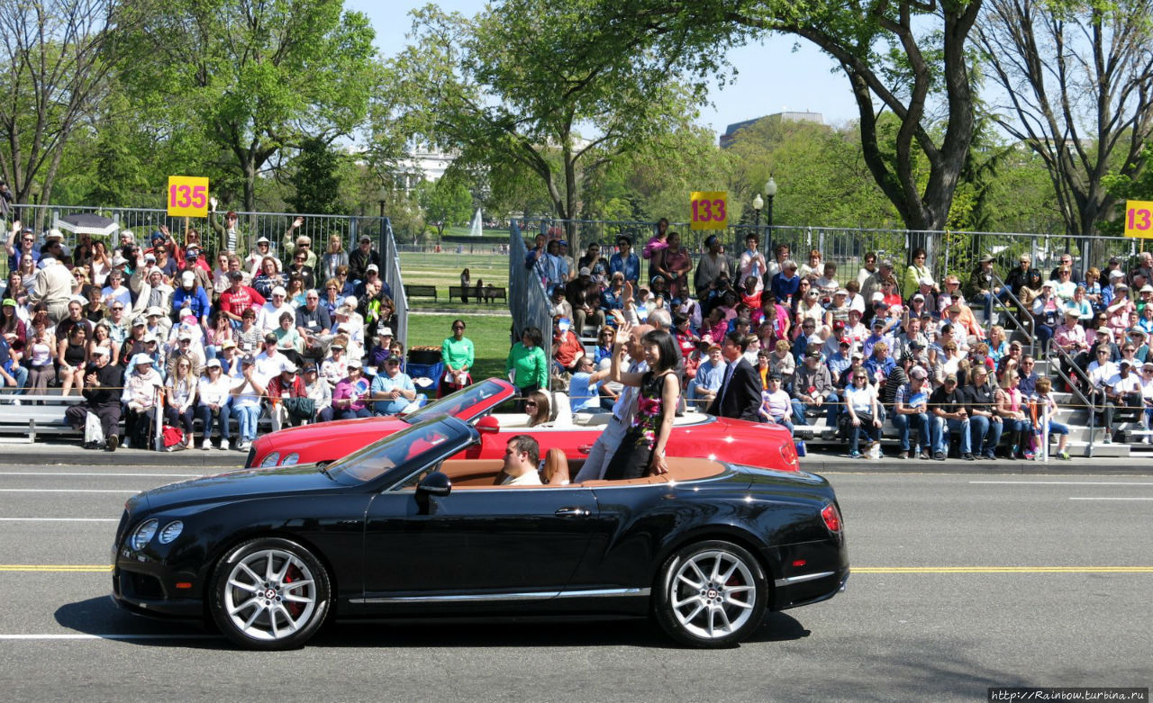 Сакура в подарок Вашингтон, CША Сакура в подарок Вашингтон, CША