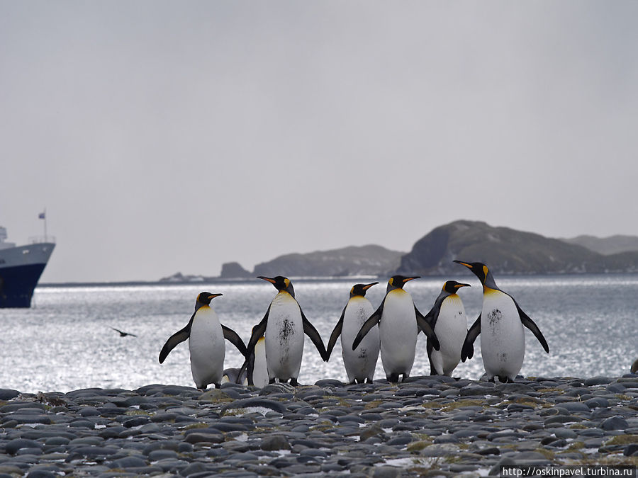 Снилось, как пингвины плавали, тонули... Остров Южная Георгия, Южная Георгия и Южные Сандвичевы Острова