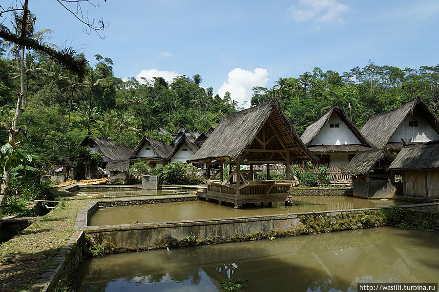 Заводи для разведения карпа. Заводи для разведения карпа.