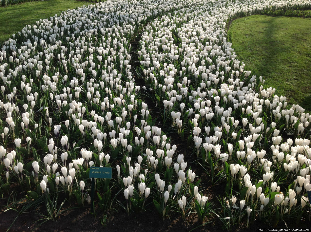 Цветение белых тюльпанов. Кёкенхоф, Нидерланды