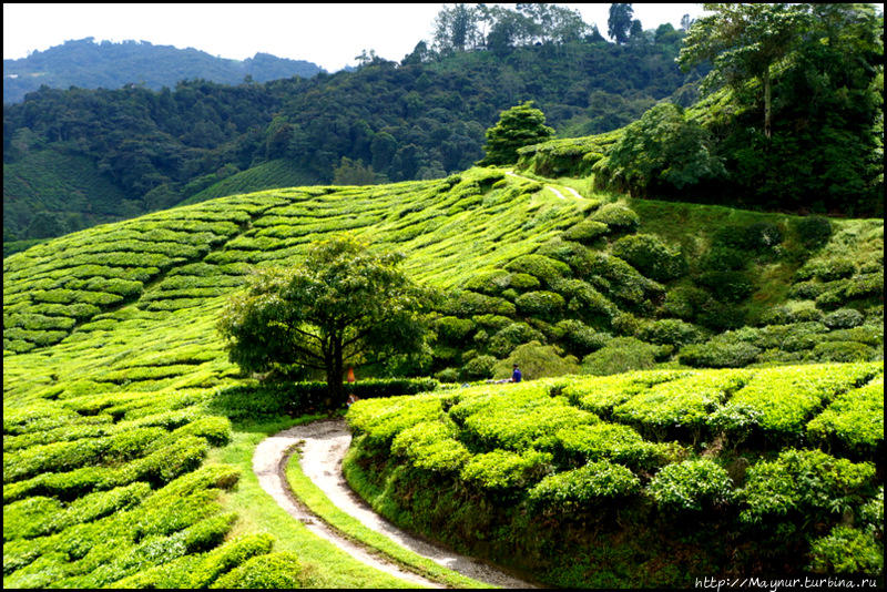 Про  чай,  клубнику,  моховой  лес  и   остальное... Танах-Рата, Малайзия