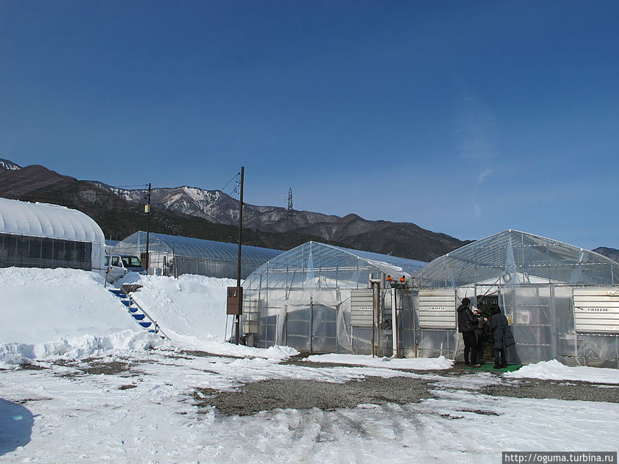 Вот здесь и выращивают клубнику Вот здесь и выращивают клубнику