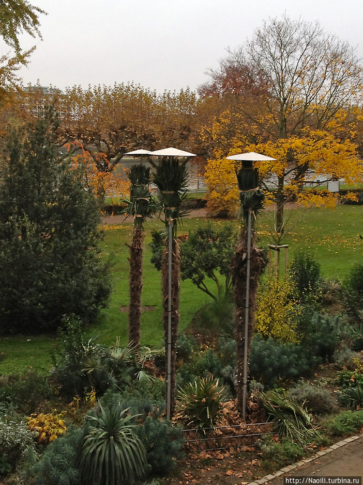 Деревья в парке готовят к Деревья в парке готовят к