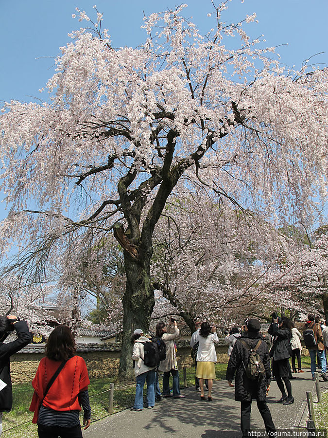 Сад музея храмового комплекса Дайгодзи весной Киото, Япония Сад музея храмового комплекса Дайгодзи весной Киото, Япония