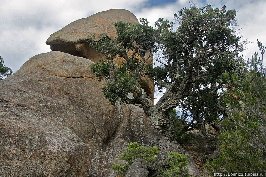 Пробковый дуб — к полету готов! Каталония, Испания Пробковый дуб — к полету готов! Каталония, Испания