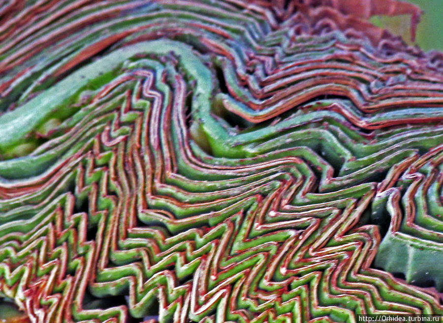 Угадайте, что это? Угадайте, что это?