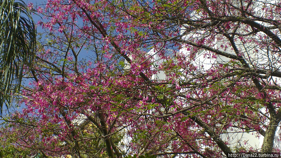 Тюльпановое дерево — красота спасает от пьянства Тюльпановое дерево — красота спасает от пьянства
