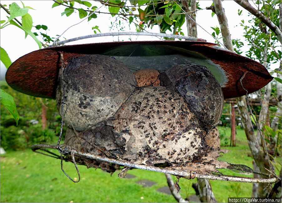 Есть в лесу пчелиный домик Булусан, Филиппины