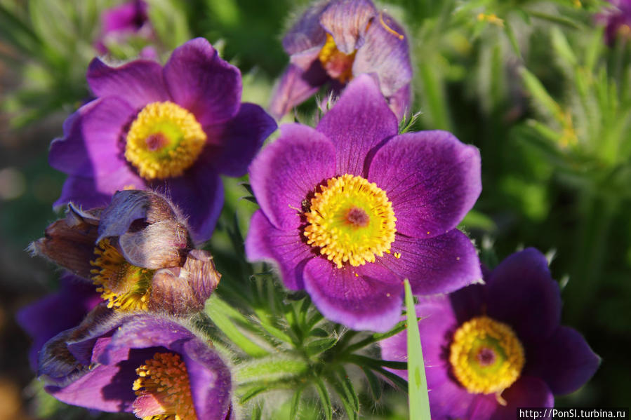 Венгрия моими глазами Венгрия Венгрия моими глазами Венгрия