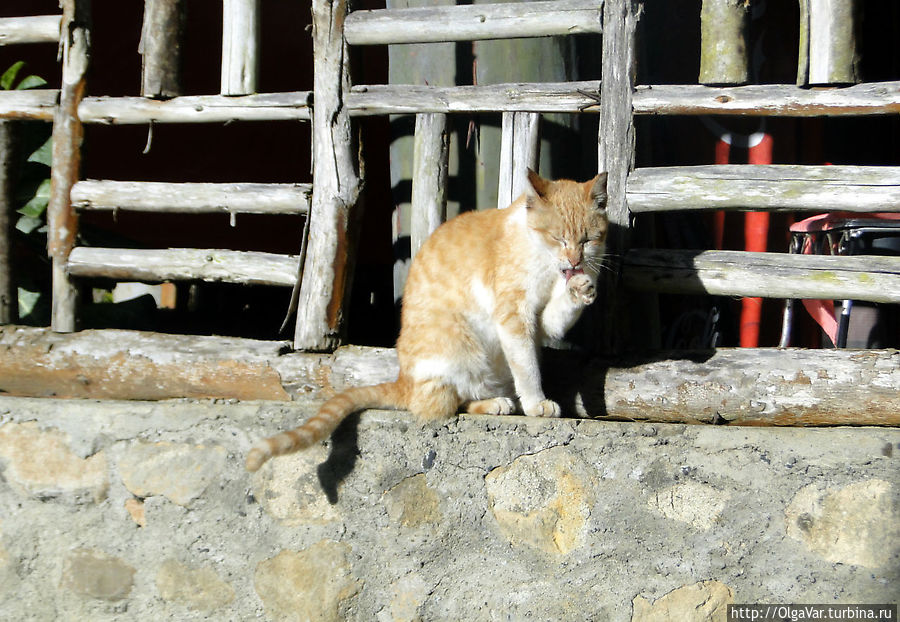 Филиппинская кошка Малайбалай, Филиппины
