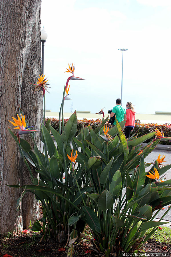 Стрелиция. Стрелиция.