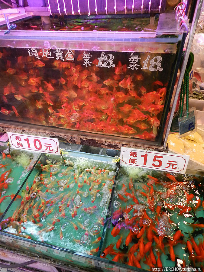 Рынок золотых рыбок Коулун, Гонконг