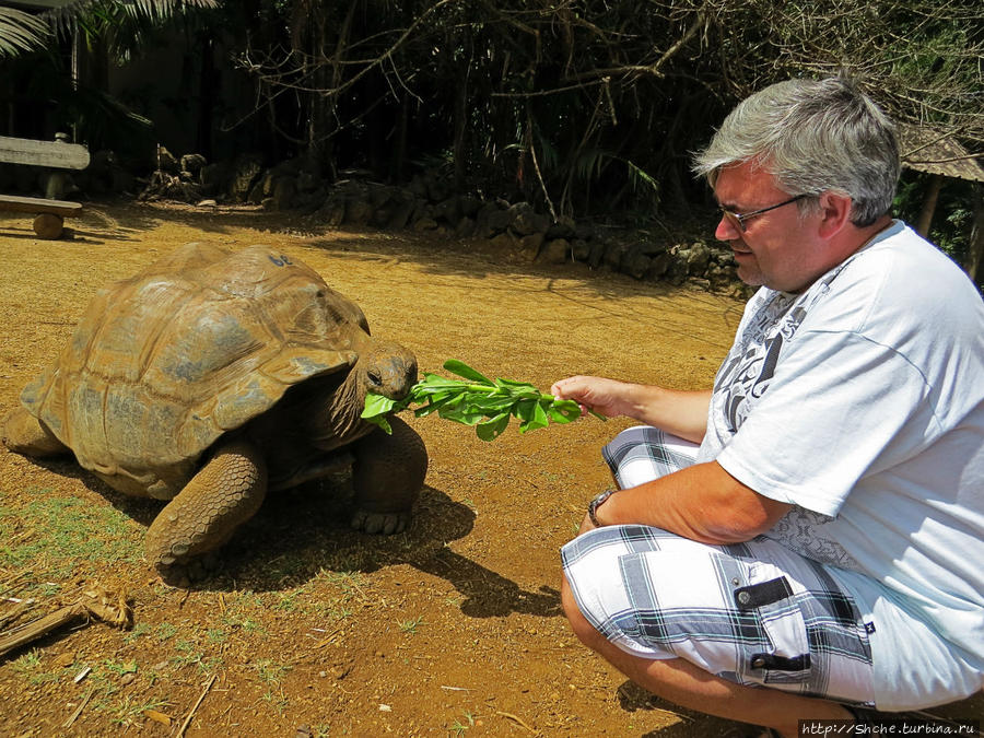 но, только появляется на виду корм, черепахи довольно прытко сползаются к кормильцам Ля Ваний Резерв де Маскарен (природный парк), Маврикий
