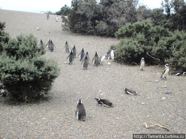 Пингвиний берег Трелев, Аргентина