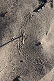 следы на песке, хорошо, что я знаю, что св. Патрик вывенл всех змей из Ирландии:))