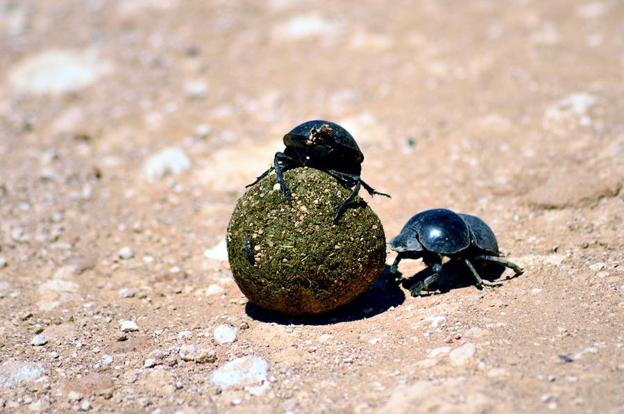 Кого здесь особенно много — это жуков навозников. Как они умильно катают по дороге шары из навоза :) Эддо Элефант Национальный Парк, ЮАР