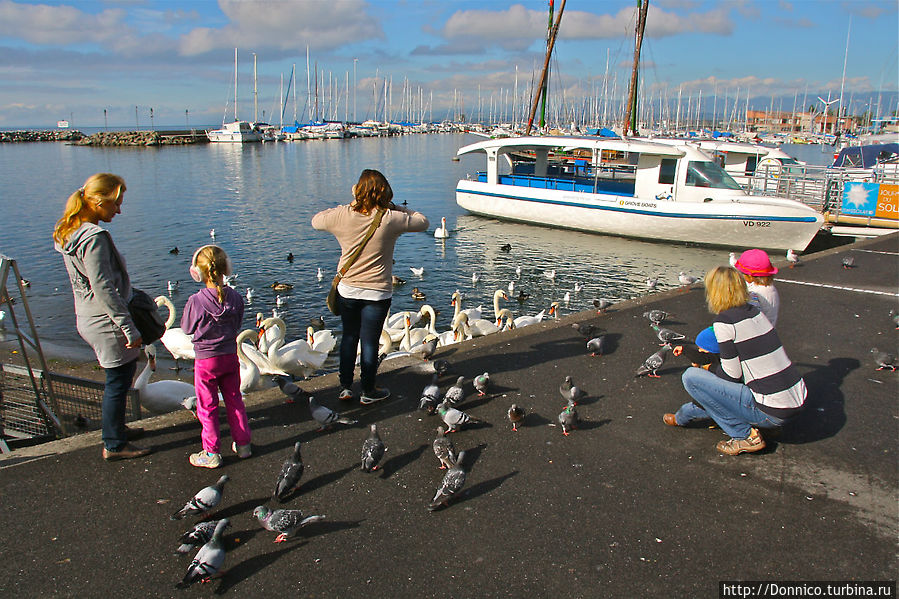 Птицы Женевского озера и хлебная битва Лозанна, Швейцария